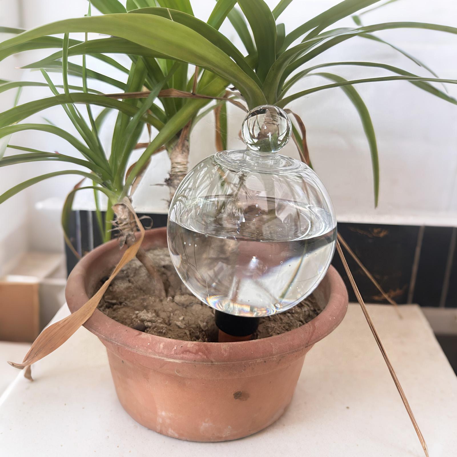 식물 급수용 전구 4개 500ml 투명 자동 급수 글로 - Plant Sensor 리뷰 및 가격