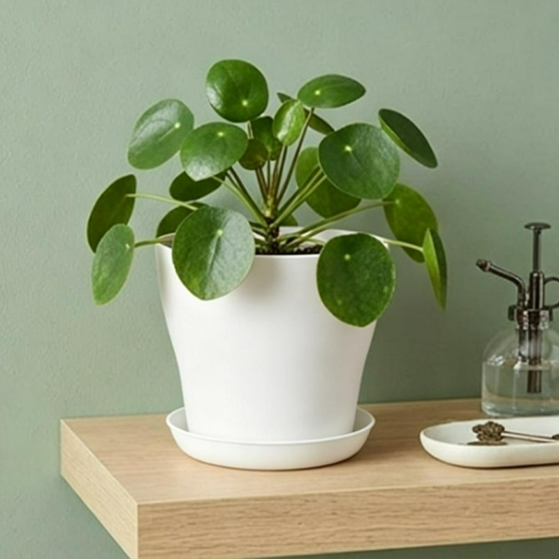 배수구와 어울리는 받침대가 있는 화분 세트, PP 레진 - Indoor Garden Kit 리뷰 및 가격